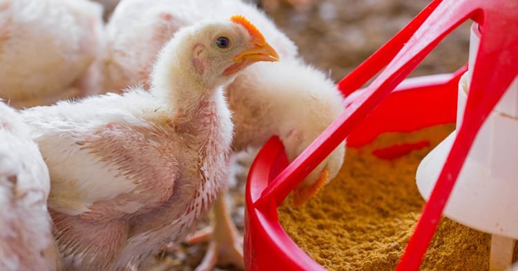 Presentan iniciativa para reformar Ley de Protección a los Animales y fortalecer inocuidad alimentaria