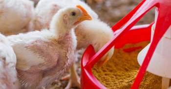 Presentan iniciativa para reformar Ley de Protección a los Animales y fortalecer inocuidad alimentaria