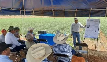 INIFAP Zacatecas impulsa productividad del agua en cultivo de ajo con foro demostrativo