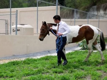 Secretario General de NL adopta yegua maltratada y promete vida digna