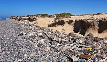 Exposición fotográfica en Cecut denuncia contaminación en santuario de ballena gris