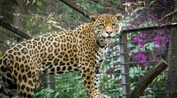 Zoológico de Morelia impulsa reproducción de jaguares en peligro de extinción