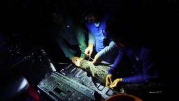 Estudio revela nuevos hallazgos sobre la dieta del cocodrilo americano en Punta Sur, Cozumel