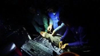 Estudio revela nuevos hallazgos sobre la dieta del cocodrilo americano en Punta Sur, Cozumel