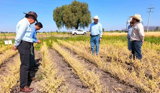 INIFAP y Parque Agrotecnológico Xonotli fortalecen colaboración con nuevos ensayos de cultivos