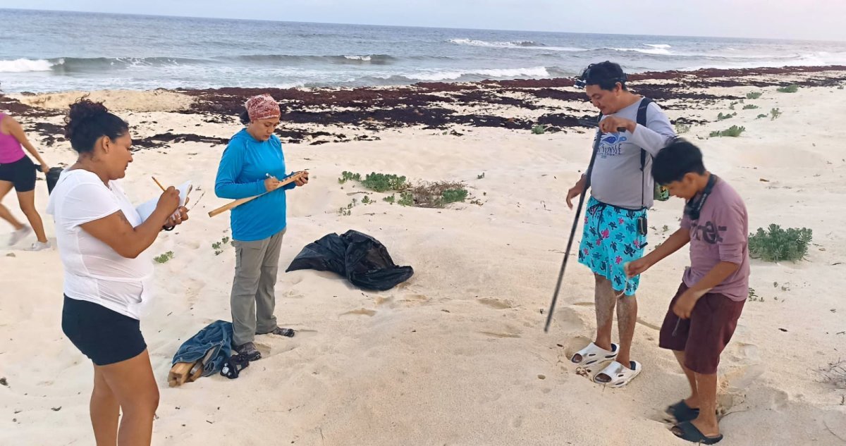 Registran primer nido de tortuga caguama en Cozumel; inicia temporada 2026