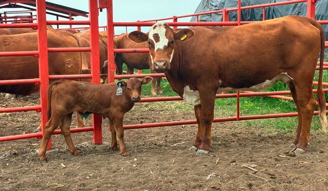 Senasica despliega operativo con 350 técnicos para contener gusano barrenador en noreste de México