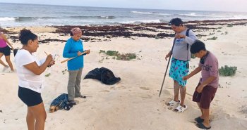 Registran primer nido de tortuga caguama en Cozumel; inicia temporada 2026