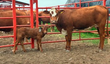 Senasica despliega operativo con 350 técnicos para contener gusano barrenador en noreste de México