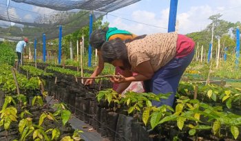 Sembrando Vida inicia plantación de 300 millones de árboles en 2026 rumbo a meta de 1,500 millones