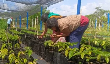 Sembrando Vida inicia plantación de 300 millones de árboles en 2026 rumbo a meta de 1,500 millones
