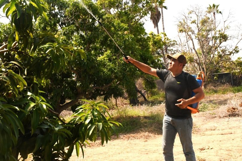 Firman convenio contra la mosca de la fruta en Baja California Sur; invierten 2 mdp