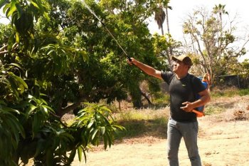 Firman convenio contra la mosca de la fruta en Baja California Sur; invierten 2 mdp