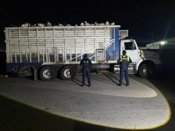 Recuperan en Irapuato camión con 20 toneladas de cebolla robadas; valor asciende a 500 mil pesos