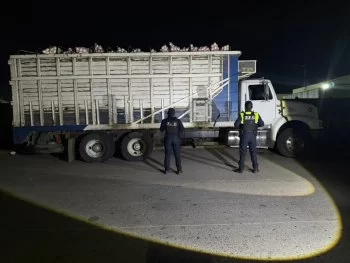 Recuperan en Irapuato camión con 20 toneladas de cebolla robadas; valor asciende a 500 mil pesos