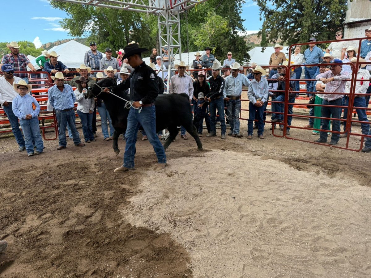 Gobierno de Chihuahua abre convocatoria para apoyar mejoramiento genético bovino