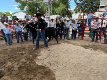 Gobierno de Chihuahua abre convocatoria para apoyar mejoramiento genético bovino