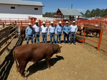 SDR abre convocatoria para apoyar adquisición de sementales bovinos de registro en Chihuahua