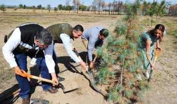 Instalan microbosque en Durango con especies amenazadas como el pino azul