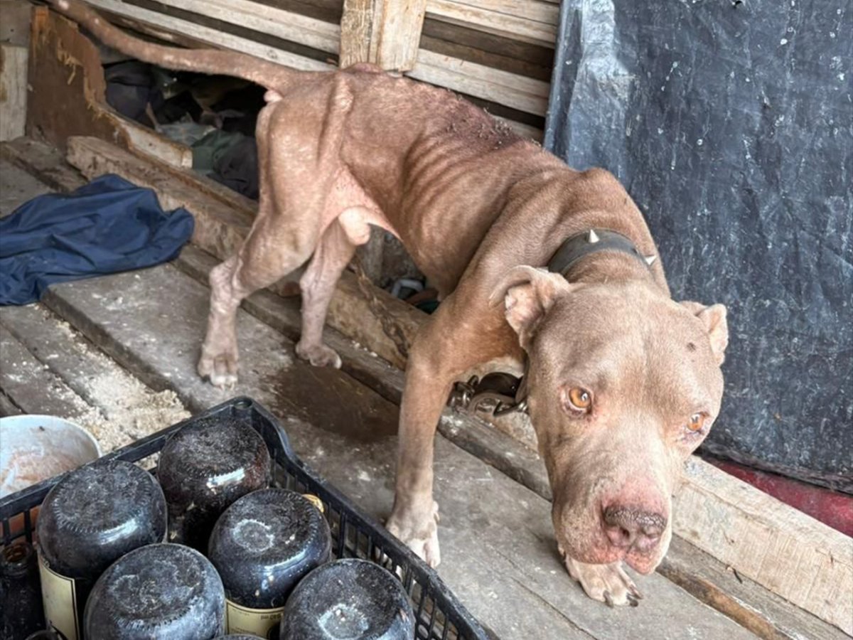 Rescatan a dos perros en Santa Catarina; hay una denuncia por maltrato animal