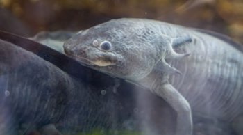 Zoológico de Morelia presentará en EE.UU. avances en conservación del ajolote con proyecto ROMA