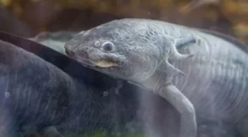 Zoológico de Morelia presentará en EE.UU. avances en conservación del ajolote con proyecto ROMA