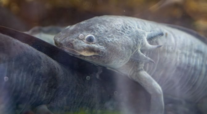 Zoológico de Morelia presentará en EE.UU. avances en conservación del ajolote con proyecto ROMA