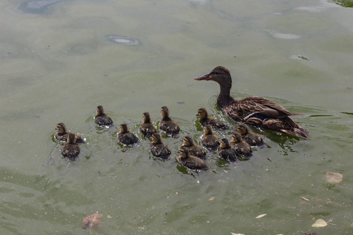 Nacen 14 patos mexicanos en Parque Central; suman 33 ejemplares en 2026