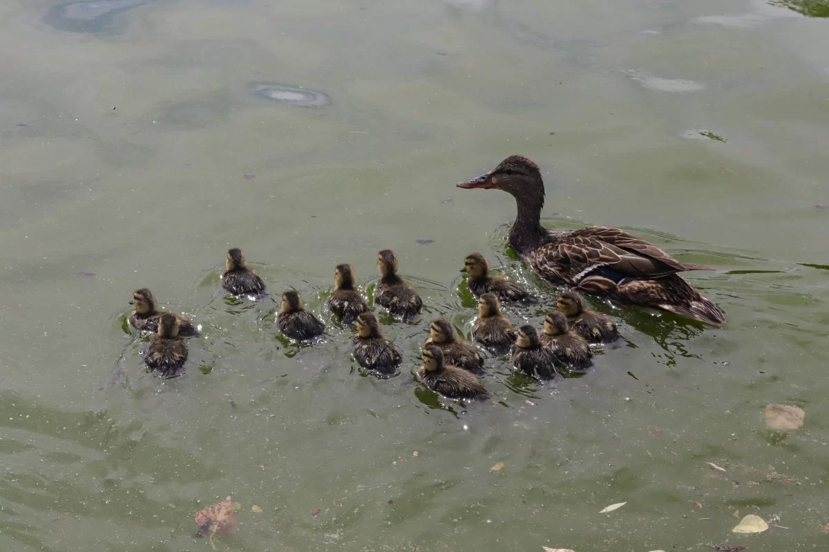 Nacen 14 patos mexicanos en Parque Central; suman 33 ejemplares en 2026