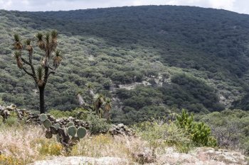 Guanajuato lanza convocatoria para restauración forestal con fondos concurrentes