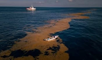 IMIPAS se suma a iniciativa para industrializar sargazo en el Caribe Mexicano
