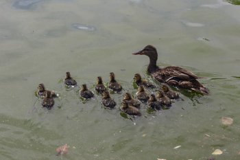 Nacen 14 patos mexicanos en Parque Central; suman 33 ejemplares en 2026