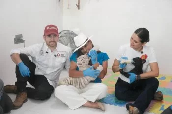 Mara Lezama supervisa a felinos decomisados en Akumal; reciben atención especializada