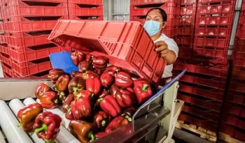 México inicia exportación de chile morrón a Japón tras 16 años de gestiones