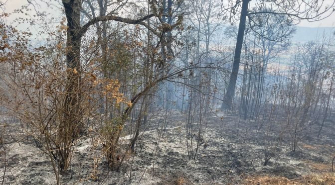 Incendio en Cerro del Estribo, Pátzcuaro: 80% de control y 45% de liquidación