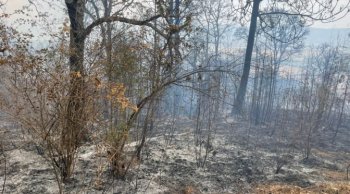 Incendio en Cerro del Estribo, Pátzcuaro: 80% de control y 45% de liquidación