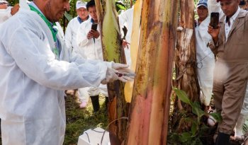 México mantiene libre de enfermedades letales al plátano con drones y vigilancia fitosanitaria