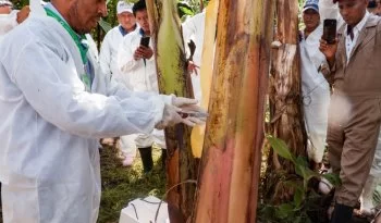 México mantiene libre de enfermedades letales al plátano con drones y vigilancia fitosanitaria