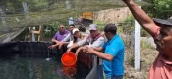 Gobierno de Guerrero siembra mil crías de trucha arcoíris en Omiltemi para fortalecer acuacultura