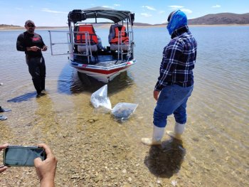 Gobierno de Chihuahua siembra más de 800 mil alevines de tilapia en cuatro embalses