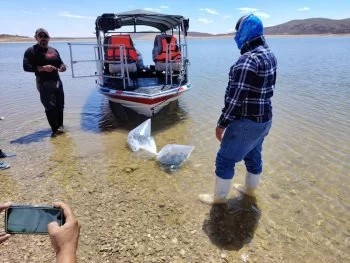 Gobierno de Chihuahua siembra más de 800 mil alevines de tilapia en cuatro embalses