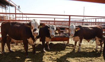 Gobierno de Chihuahua lanza créditos para el campo con montos de hasta 1 millón de pesos