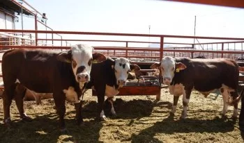 Gobierno de Chihuahua lanza créditos para el campo con montos de hasta 1 millón de pesos