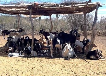 SEPADA capacitará a personal de campo en detección de enfermedades exóticas animales