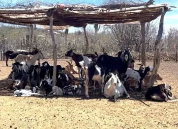 SEPADA capacitará a personal de campo en detección de enfermedades exóticas animales