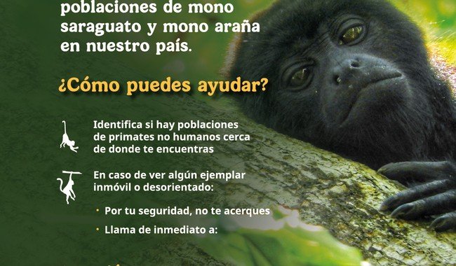 Gobierno activa protocolo para proteger a monos ante olas de calor y sequías