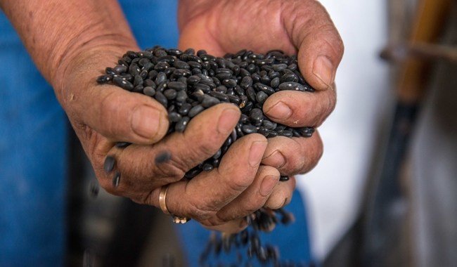 Gobierno federal invertirá 17 mil 266 mdp en el campo de Zacatecas en 2026