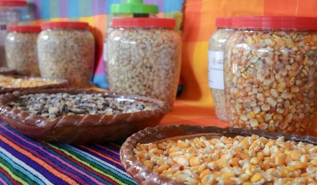 Sembrando Vida identifica 16 cultivos estratégicos y miel para fortalecer producción campesina