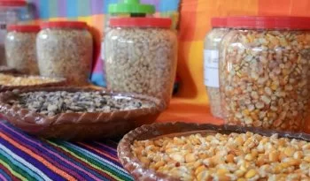Sembrando Vida identifica 16 cultivos estratégicos y miel para fortalecer producción campesina