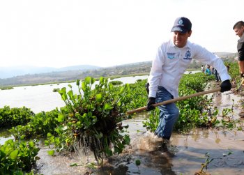 Gobierno estatal y federal unen esfuerzos para limpiar lirio acuático en presa Ignacio Allende
